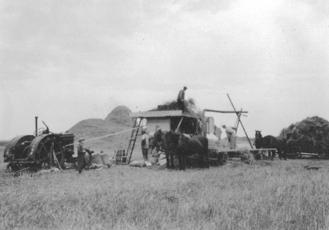 Tröskning på fältet